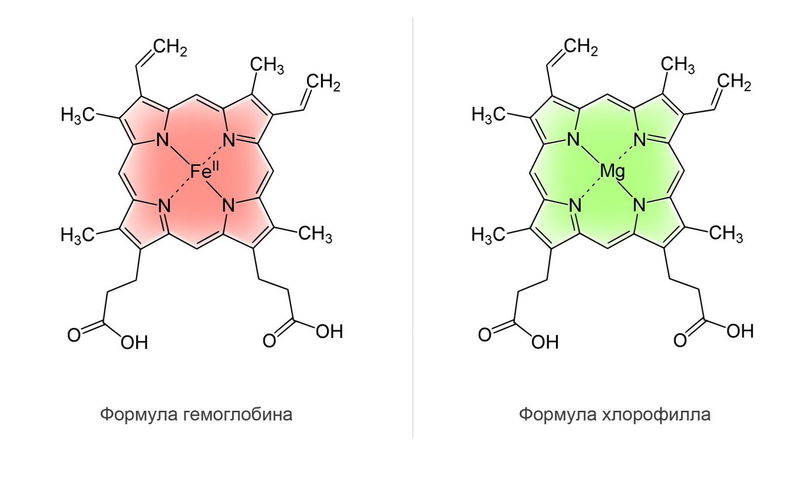 Chlorophyll Liquid — Жидкий Хлорофилл - 2