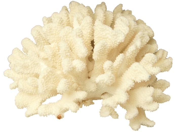 Coral Calcium — Коралловый Кальций - 1
