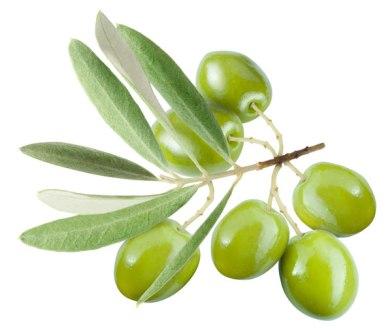 Olive Leaf — Листья Оливы - 1