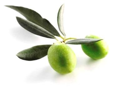 Olive Leaf — Листья Оливы - 3